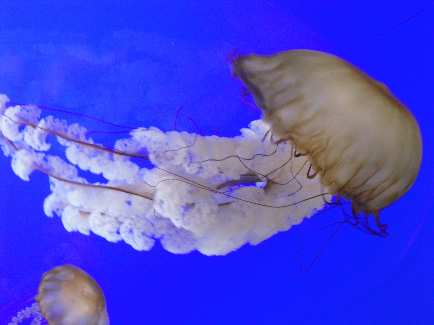 Newport, OR- Oregon Coast Aquarium-jellysifh